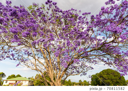 ジャカランダ　満開 70811582