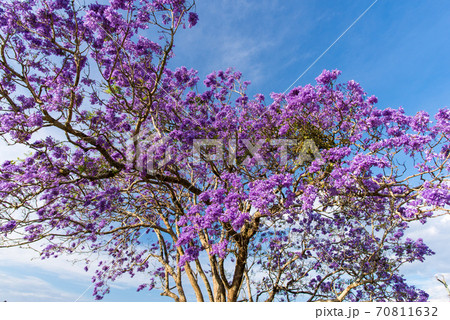ジャカランダ 満開 オーストラリアの写真素材