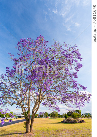 ジャカランダ、満開。オーストラリア 70811640