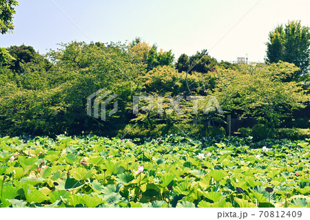 鎌倉・鶴岡八幡宮 70812409