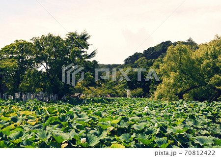 鎌倉・鶴岡八幡宮 70812422