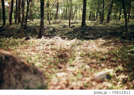 秋の雑木林に光が差す風景 秋の雑木林に光が差す風景 70812811