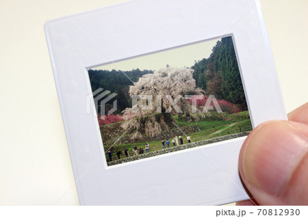 枝垂桜を撮る人達を撮ったリバーサルフィルム 70812930
