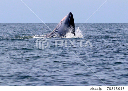 Bryde's whale or Eden's whale 70813013
