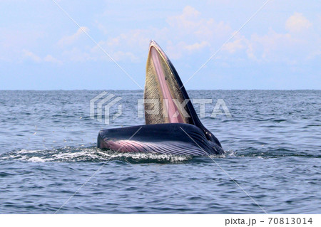 Bryde's whale or Eden's whale Bryde's whale or Eden's whale 70813014