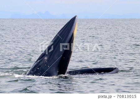 Bryde's whale or Eden's whale Bryde's whale or Eden's whale 70813015