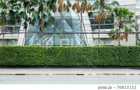 Green grass wall texture for Decorative garden. 70813152