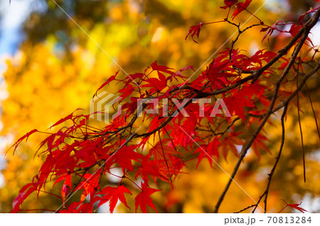 京都の紅葉　秋の京都御苑・京都御所の赤く染まったもみじとイチョウ 70813284