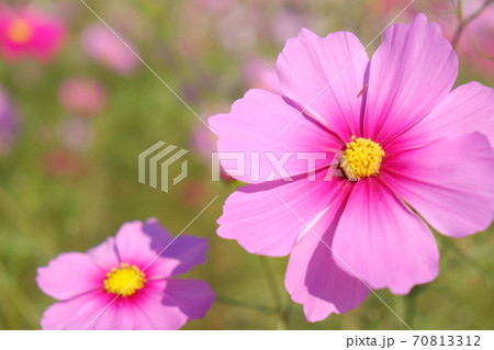 秋桜 アップ 秋桜 アップ 70813312