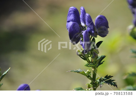 トリカブトの花 70813588