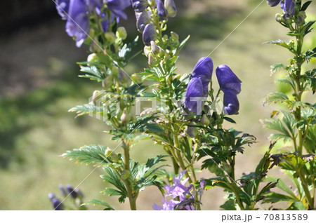 トリカブトの花 70813589