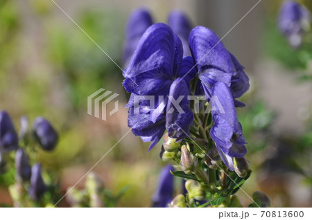 トリカブトの花の写真素材