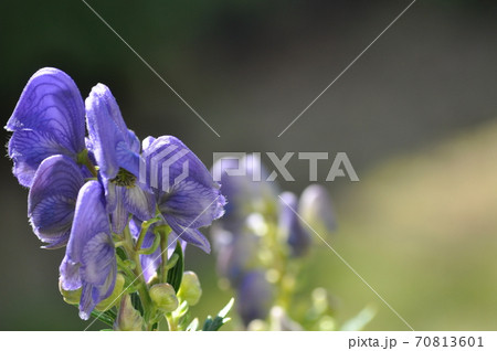 トリカブトの花の写真素材