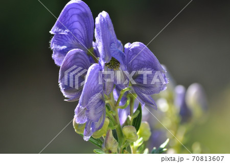 トリカブトの花 トリカブトの花 70813607