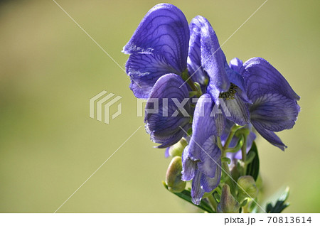 トリカブトの花の写真素材