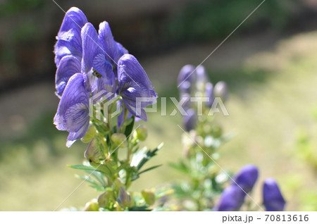 トリカブトの花の写真素材
