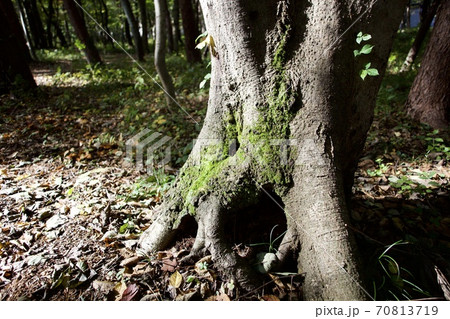 木の肌と苔に秋の陽があたる風景 木の肌と苔に秋の陽があたる風景 70813719