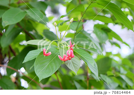 シクンシの花、漢方薬 70814464