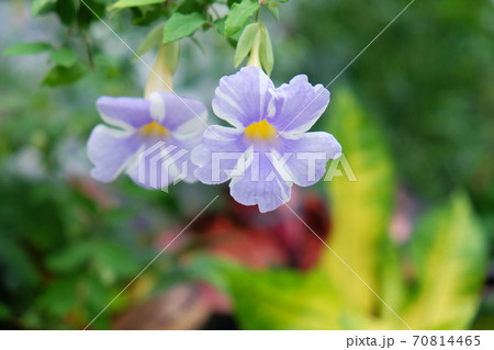 ツンベルギア・エレクタ ”フェアリー・ムーン” 70814465