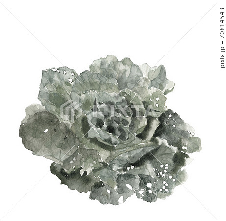 結球前の白菜 虫食いあり 白背景 モノトーン 【水墨画風】 結球前の白菜 虫食いあり 白背景 モノトーン 【水墨画風】 70814543