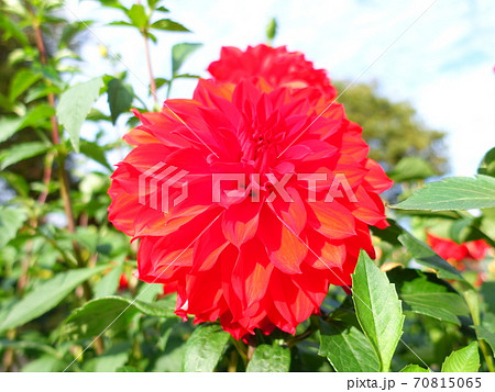 ダリア 天竺牡丹 ダリア 天竺牡丹 70815065