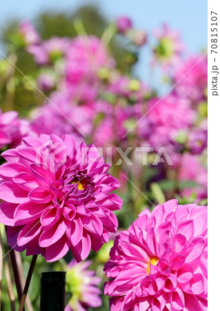 満開のダリア 70815107