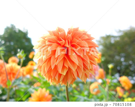 ダリア　天竺牡丹 70815108