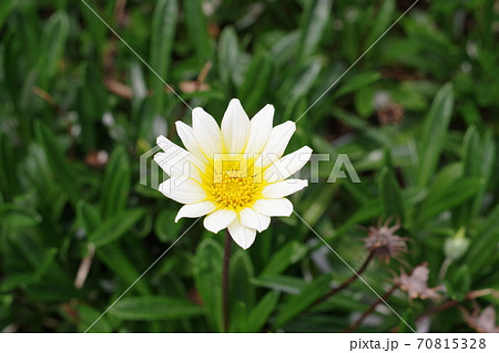 一輪のガザニアの花の横向きの写真 70815328