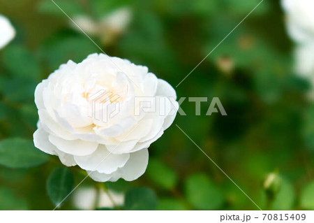 薔薇　アスピリンローズ 70815409