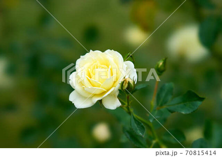 薔薇　バニラボニカ 70815414