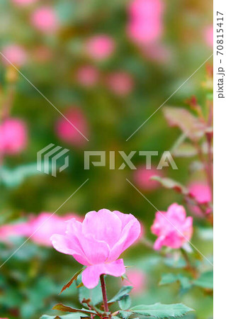 薔薇 ピンクノックアウト 薔薇 ピンクノックアウト 70815417