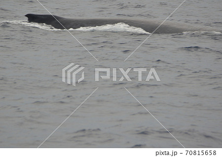 ザトウクジラの背中（慶良間諸島 近海／沖縄県） 70815658