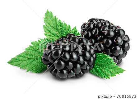 blackberry with leaf isolated on a white background closeup. Clipping path and full depth of field 70815973