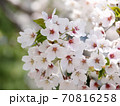 満開の桜 70816258