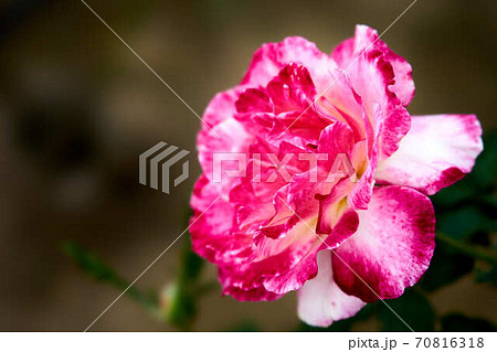 薔薇 ダブルデライト 薔薇 ダブルデライト 70816318