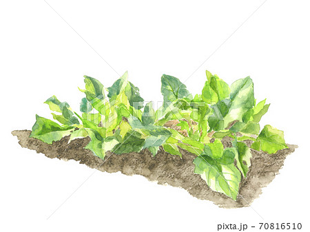 畑のほうれん草 野菜 素材 白背景【水彩】 畑のほうれん草 野菜 素材 白背景【水彩】 70816510