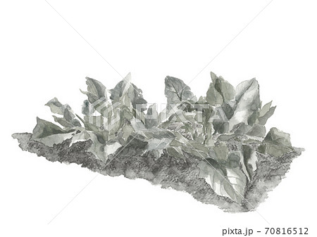 畑のほうれん草 野菜 素材 モノトーン 白バック【水墨画風】 70816512