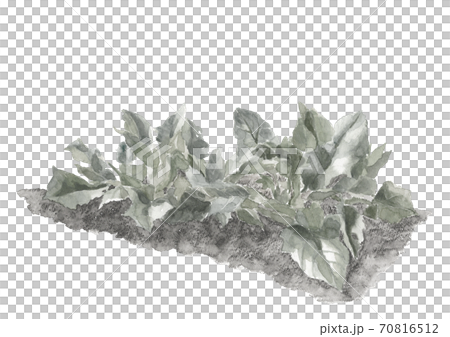 畑のほうれん草 野菜 素材 モノトーン 白バック【水墨画風】 70816512