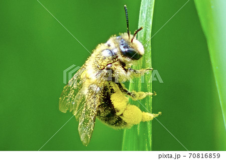 花粉まみれになって黄金色になったハチを望遠マクロ撮影の写真素材