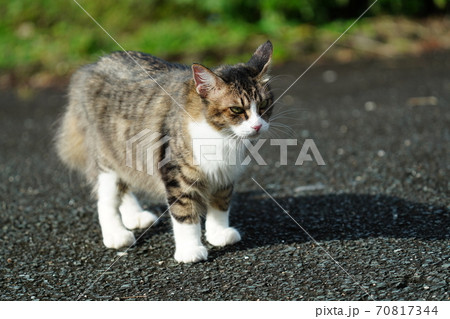 朝食を持って来るオジサンが来るのを首を長くして待つキジトラ白の野良猫のメス 70817344