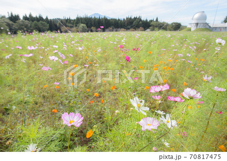 鳥海山麓のコスモス畑　秋田県 70817475