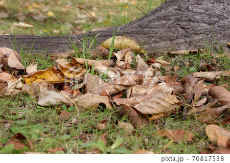 枯れ葉, 落葉, 芝生, 公園, 秋, 芝, 自然, 屋外, 落ち葉, 枯葉, 植物, 紅葉, 葉 70817538