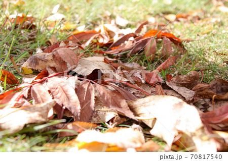 枯れ葉, 落葉, 芝生, 公園, 秋, 芝, 自然, 屋外, 落ち葉, 枯葉, 植物, 紅葉, 葉 枯れ葉, 落葉, 芝生, 公園, 秋, 芝, 自然, 屋外, 落ち葉, 枯葉, 植物, 紅葉, 葉 70817540
