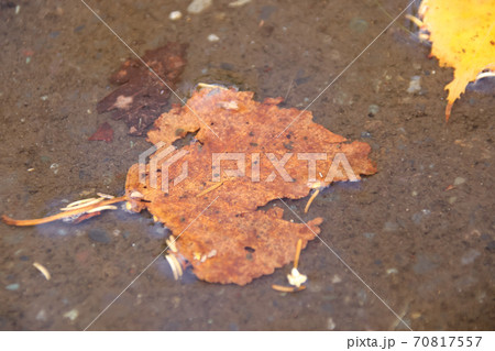 枯れ葉, 落葉, 芝生, 公園, 秋, 芝, 自然, 屋外, 落ち葉, 枯葉, 植物, 紅葉, 葉 70817557