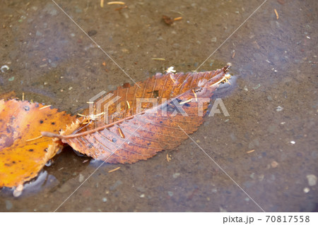 枯れ葉, 落葉, 芝生, 公園, 秋, 芝, 自然, 屋外, 落ち葉, 枯葉, 植物, 紅葉, 葉 70817558