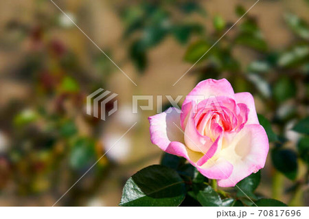 薔薇 プリンセスドゥモナコの写真素材