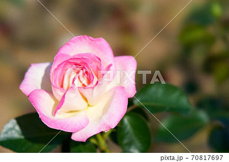 薔薇 プリンセスドゥモナコの写真素材
