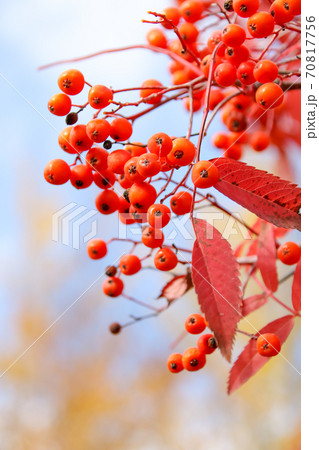自然, 緑, 木の実、実、紅葉, 秋, 日本, 北海道, 樹木, 植物, 木, 葉, 屋外, 黄色 70817756
