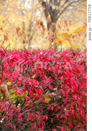 自然, 緑, 紅葉, 秋, 日本, 北海道, 樹木, 植物, 木, 葉, 屋外 自然, 緑, 紅葉, 秋, 日本, 北海道, 樹木, 植物, 木, 葉, 屋外 70817759