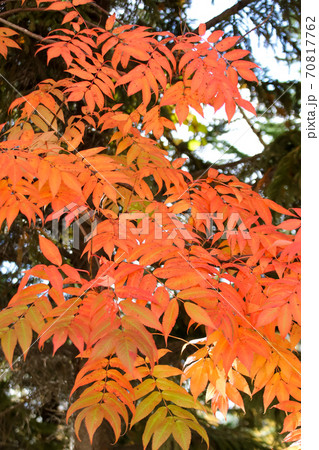自然, 緑, 紅葉, 秋, 日本, 北海道, 樹木, 植物, 木, 葉, 屋外, 黄色 70817762